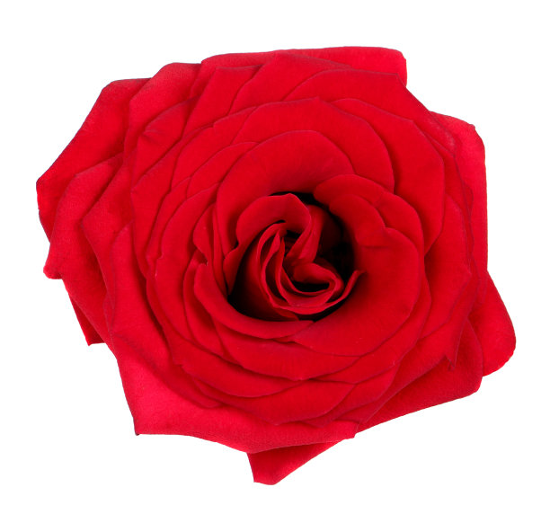 红玫瑰图片下载