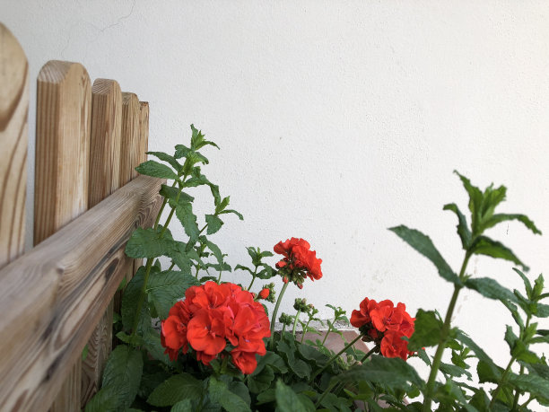 红色的天竺葵和绿色的叶子。阳台上的细节图片下载