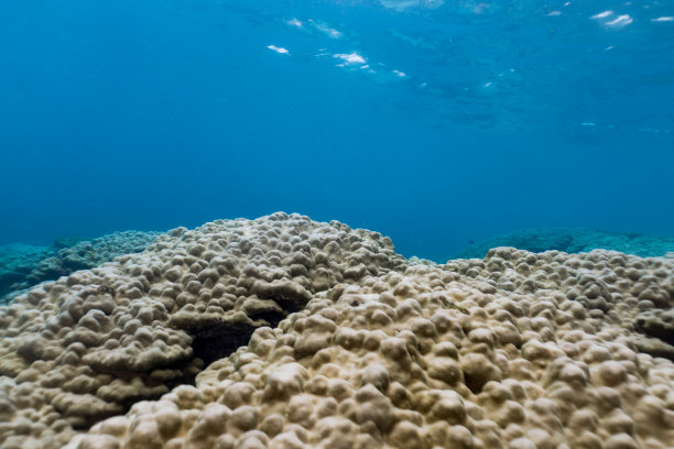 在珊瑚礁上的水下白化的山珊瑚图片下载