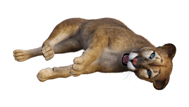 3D插图大猫美洲狮在白色图片下载