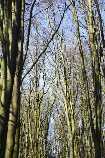 阿姆斯特丹博斯图片下载