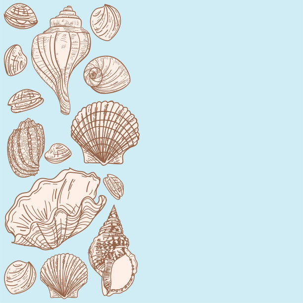 贝壳背景边界图片下载