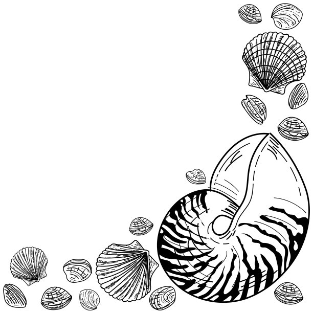 贝壳背景边界图片下载