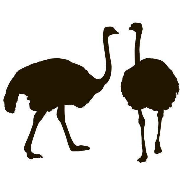 大鸵鸟站在白色背景上的剪影图片下载