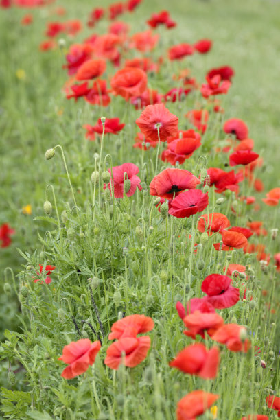 垂直排列的红色法兰德斯罂粟花图片下载