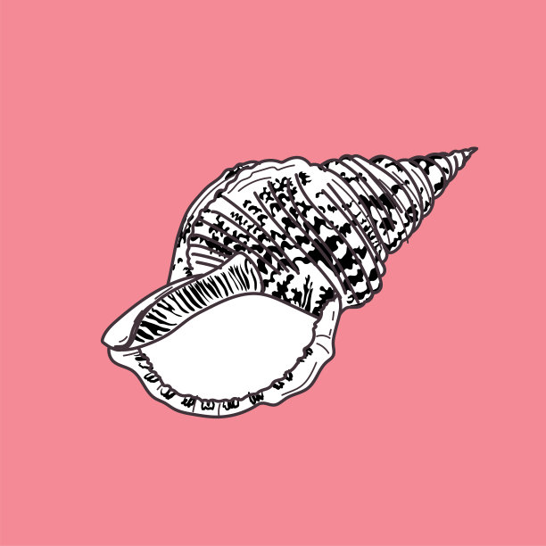 手绘海贝图片下载