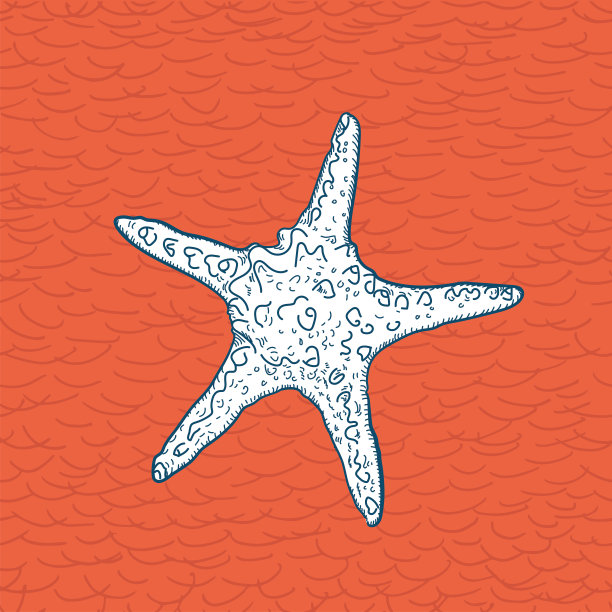 手绘海星图片下载