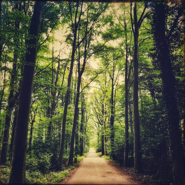 山毛榉林中的小径图片下载