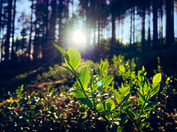 阳光下的蓝莓叶子。照片来自芬兰索特卡莫。图片下载