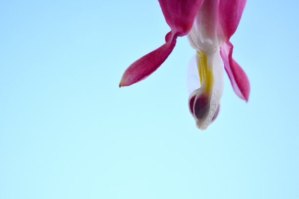 血心花图片下载