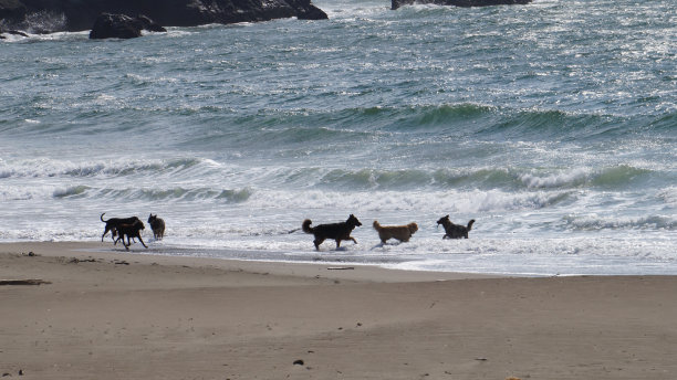 海滩上的狗图片下载