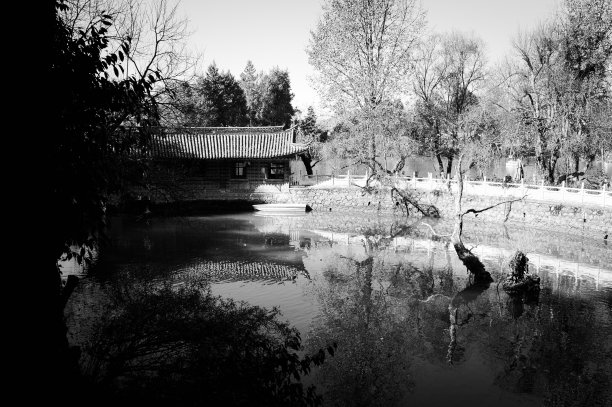 中国公园(中国云南丽江古城)的孤树图片下载