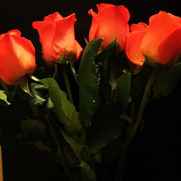 玫瑰有别的名字图片下载