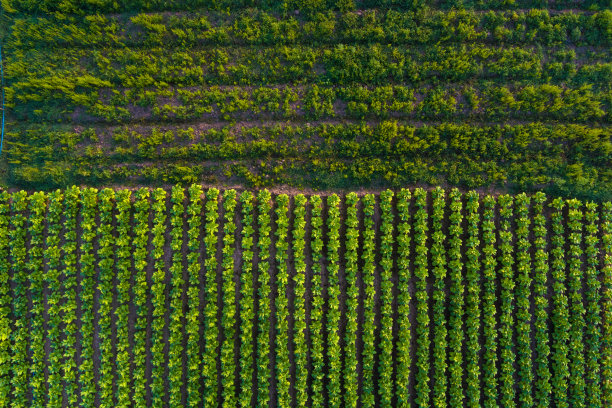 鸟瞰图;种植前要有成行的土壤。烟草图片下载