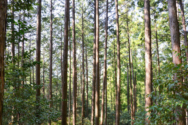 在库马诺科多的森林里图片下载