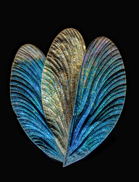 蜻蜓的翅膀图片下载