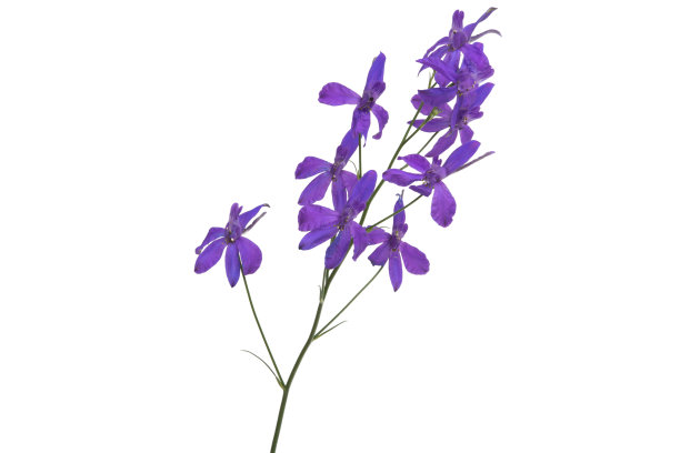 草甸紫花孤立的图片下载