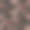 美丽的孔雀。珍奇鸟无缝图案图片下载