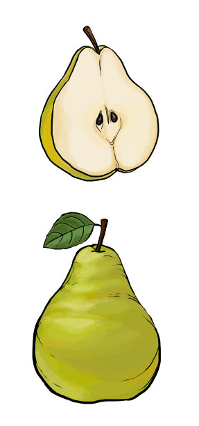 梨插图图片下载