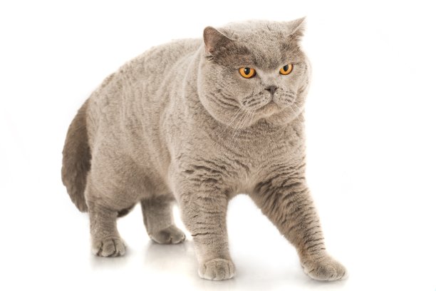 家猫。图片下载