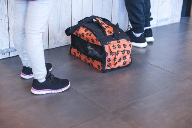 在动物诊所的地板上，一只装着袋子的猫图片下载