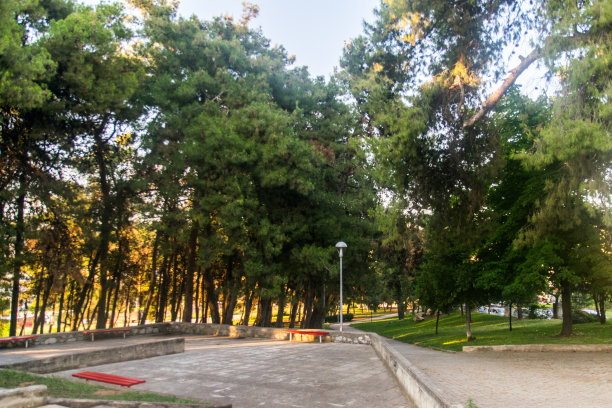 绿色的森林和长椅图片下载