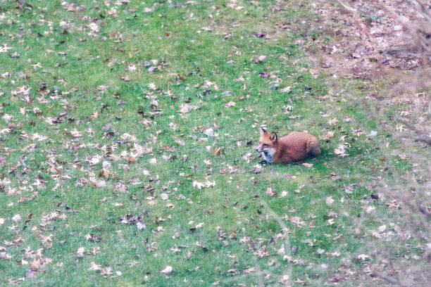 一只野生的东部橘红色狐狸在弗吉尼亚躺在草地上休息在住宅区后院的冬秋秋天的自然图片下载