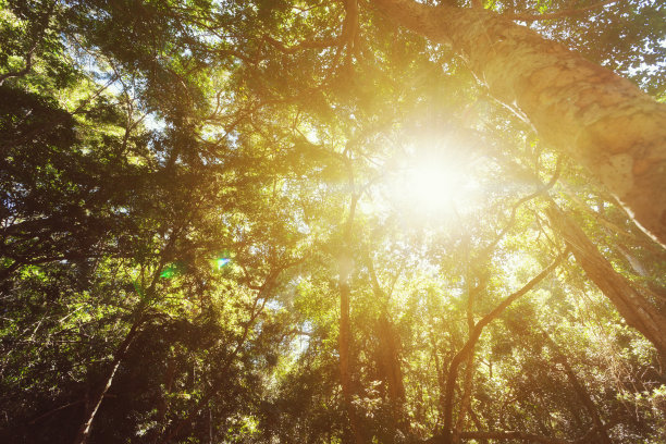 阳光照耀着古老森林的树冠图片下载