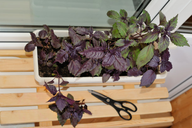 公寓阳台上的城市园艺。生长在阳台或窗户上容器中的罗勒草图片下载