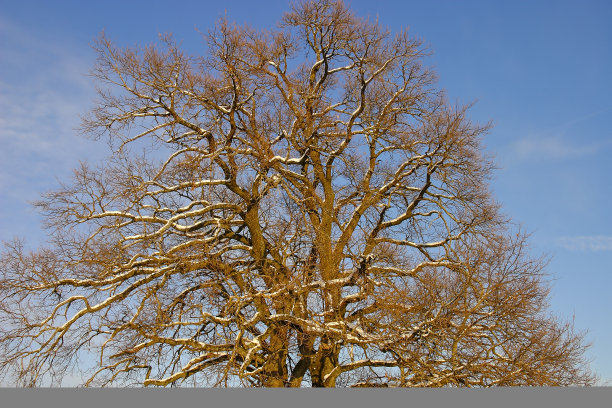 一棵有800年历史的橡树的树枝和树冠在冬天被雪覆盖图片下载