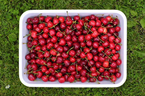 樱桃，快乐的浆果图片下载