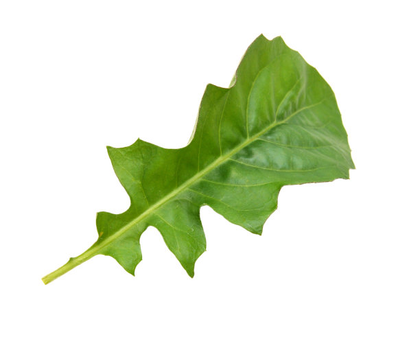 一株小雏菊叶分离株图片下载