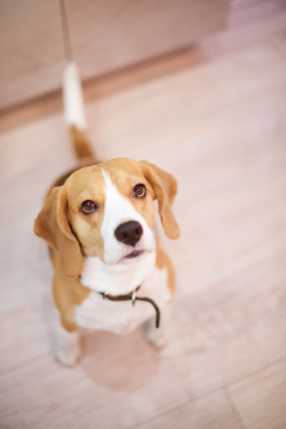 小猎犬的特写肖像图片下载