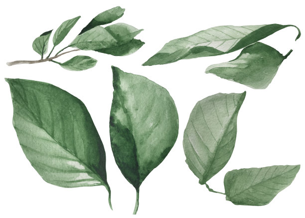 水彩樱桃叶集合插画图片下载