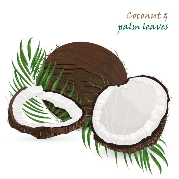白色背景上带有棕榈叶的完整和切块椰子。彩色植物矢量图。复古热带设计图片下载