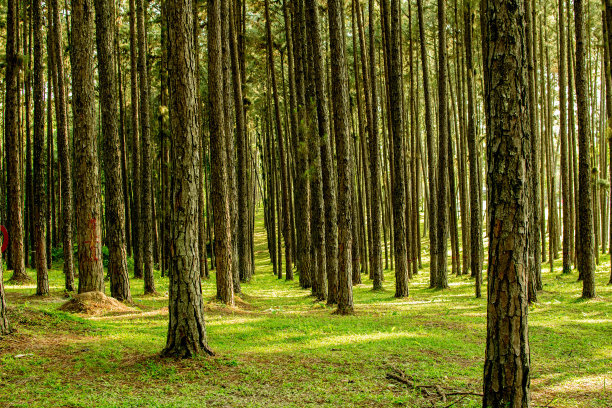 松树和浅橙色的美丽松树森林美丽，背景图片下载