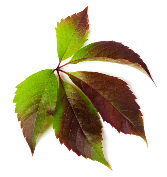 多色葡萄叶(parthenocissusquinquefolia叶)图片下载