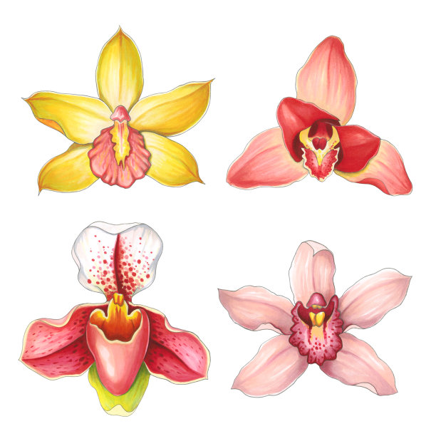 在白色背景上采集兰花。用酒精标记画的草图可以用于贺卡、海报和设计项目图片下载