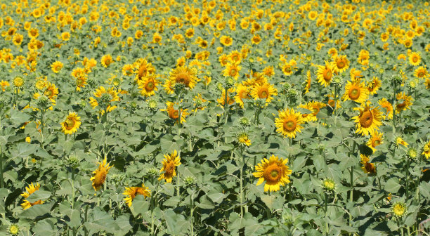 花园里有许多非常漂亮的黄色向日葵图片下载