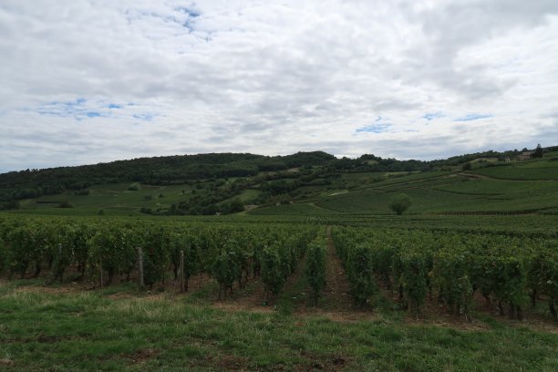 梅肯葡萄酒产区图片下载