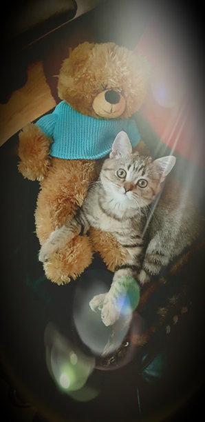 漂亮的小猫图片下载