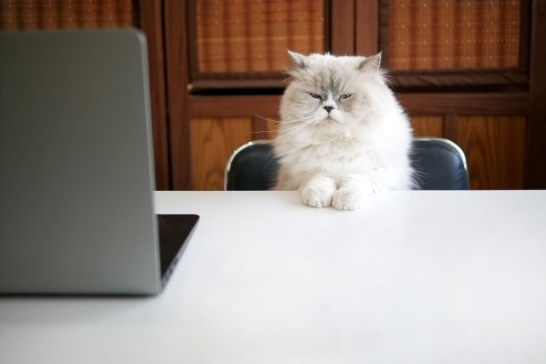 白色的波斯猫坐在椅子上，在办公室里用笔记本电脑认真地工作图片下载
