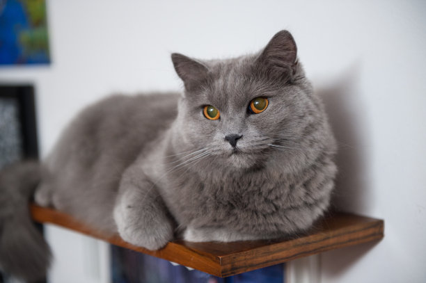 书架上的夏特鲁猫图片下载