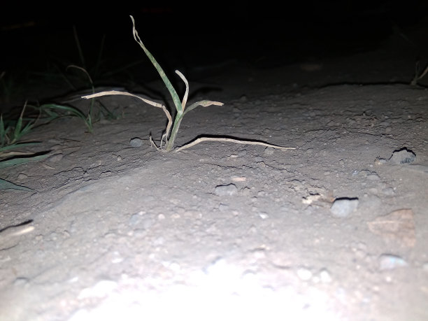 晚上见图片下载