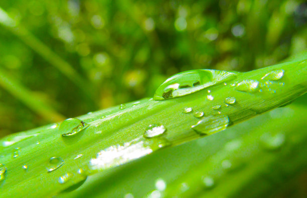 龙舌兰的绿叶特写。图片下载