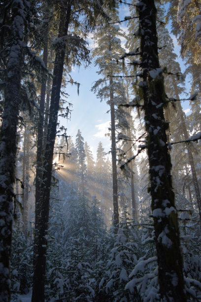 阳光透过树木宁静的冬天早晨森林景观图片下载