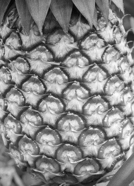 新鲜的菠萝图片下载