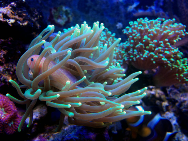 绿小丑虾虎鱼图片下载