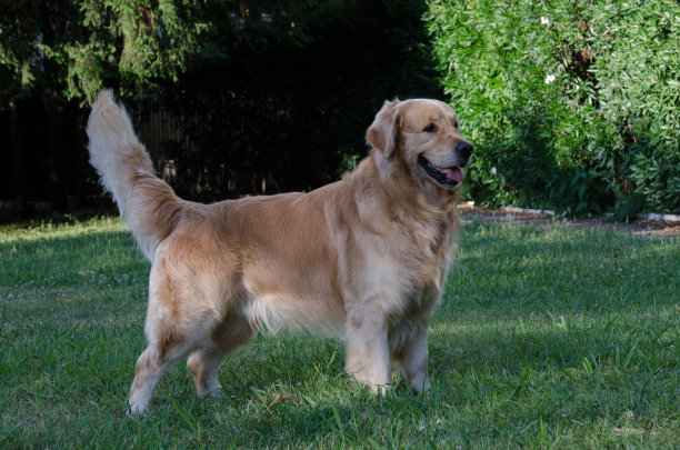 金毛猎犬图片下载