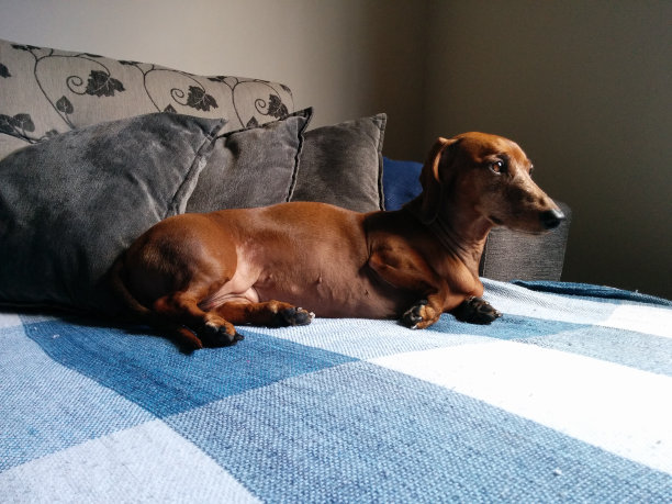 狗放松图片下载